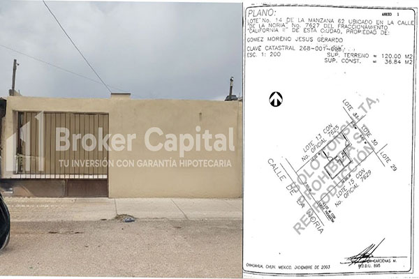 Broker Capital - Girasoles